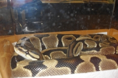 VLUU L210  / Samsung L210