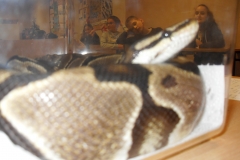 VLUU L210  / Samsung L210