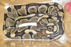 VLUU L210  / Samsung L210