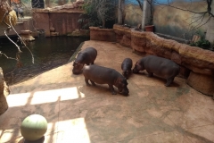 IMG_20180516_112949222_BURST000_COVER