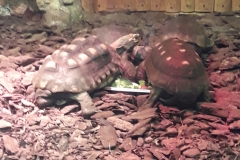 20190524_104517 (1)