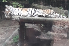 20190524_112456 (1)