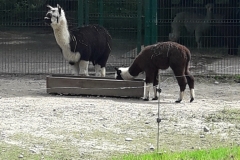 20190524_113451 (1)